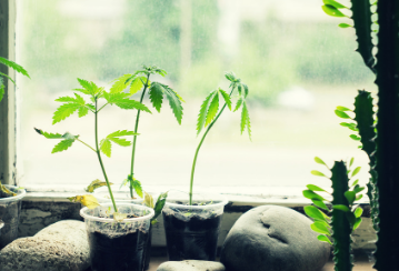How growing or using recreational marijuana may impact your home insurance