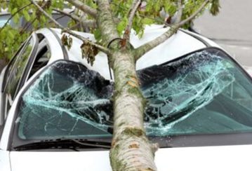 A Tree Fell on My Car. Is This Covered by My Car or Home Insurance Policy?