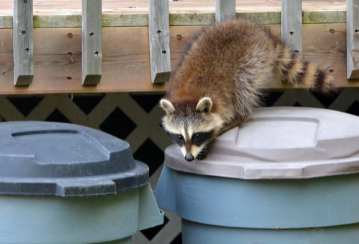 Prevent pests from invading your cottage